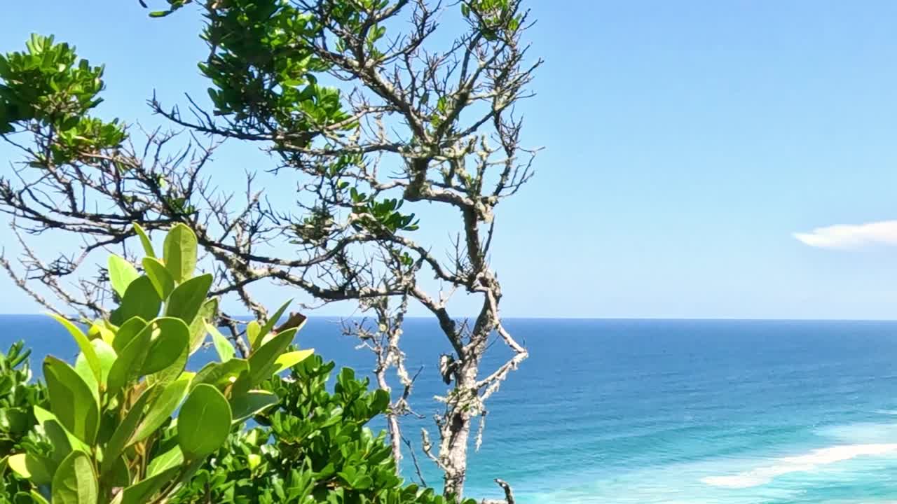 A vibrant ocean scene framed by lush green leaves and branches under a clear blue sky.