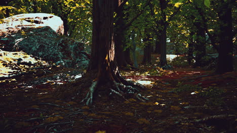 tree-roots-and-sunshine-in-a-green-forest