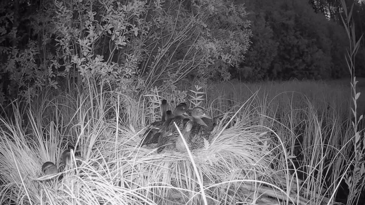 Young Wild ducks (Anas platyrhynchos) preparing for nighttime. Estonia