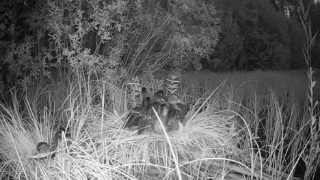 young wild ducks (anas platyrhynchos) preparing for nighttime. estonia