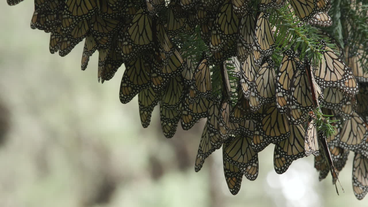 Monarch butterflies hanging upside down from a tree while sleeping in the Monarch Butterfly Sanctuary in Michoac&aacute;n in Mexico