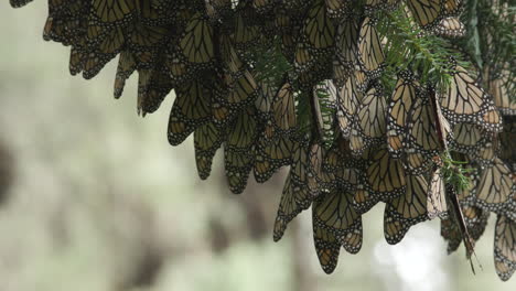 monarch butterflies hanging upside down from a tree while sleeping in the monarch butterfly sanctuary in michoacán in mexico