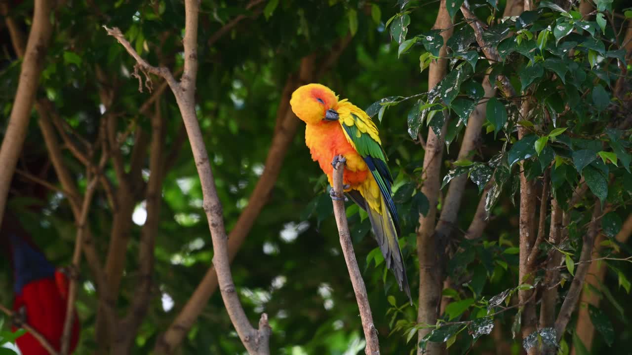 visto encaramado en una ramita y luego se acicala su ala izquierda mientras otro pájaro en el fondo se mueve alrededor, sun conure o sun perico, aratinga solstitiali, sudamérica