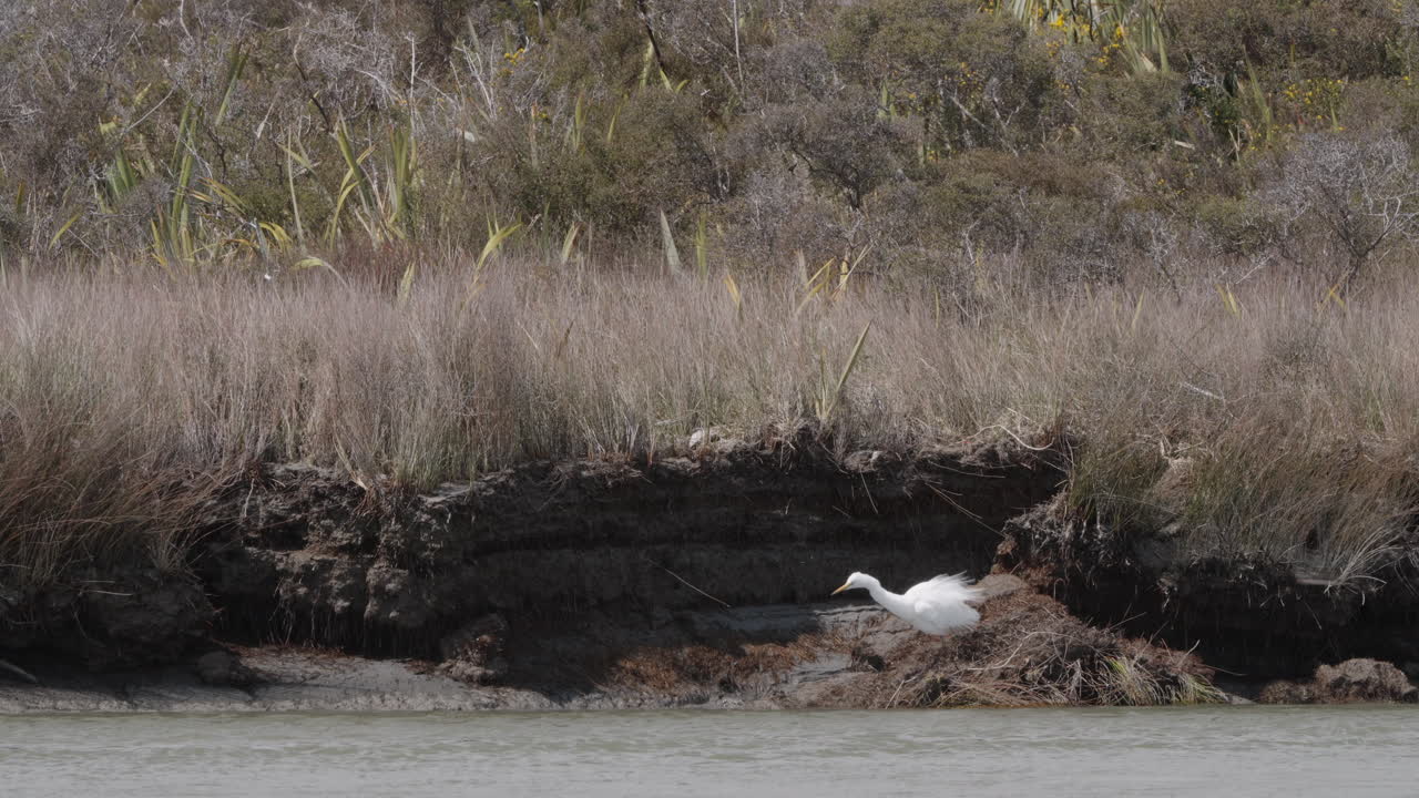 뉴질랜드 오카리토 호수 (okarito lagoon) 의 해안가에 있는 코투쿠 (kotuku) 또는 하 호랑이