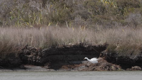 Kotuku-Oder-Weißer-Reiher-Am-Ufer-Der-Okarito-Lagune-In-Neuseeland