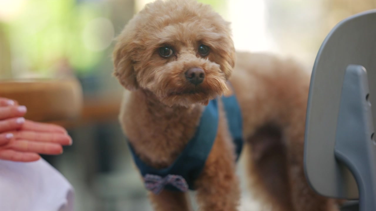 Piccolo cane dal pelo riccio che indossa una pettorina blu, si guarda intorno seduto su una sedia.