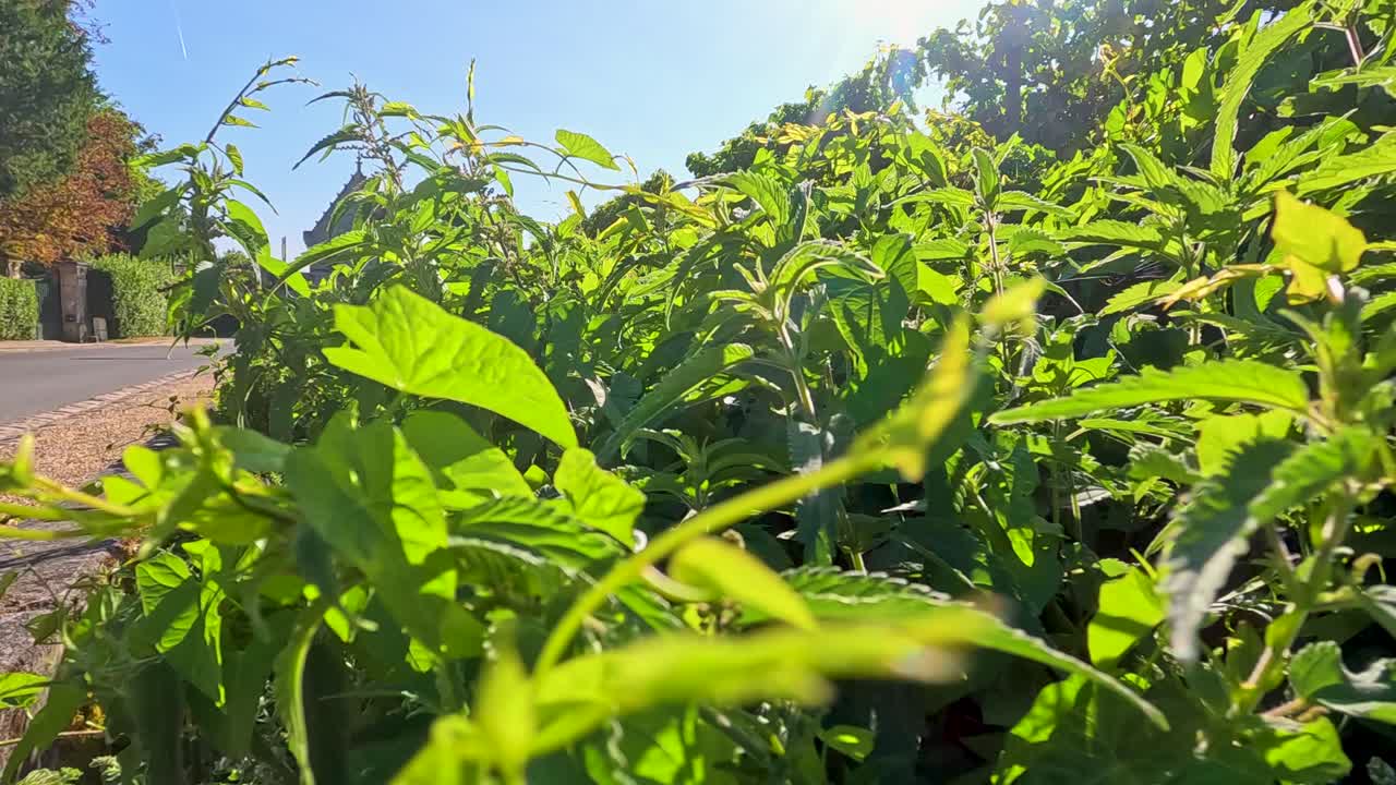 exuberante vegetación junto al río bajo la brillante luz del sol