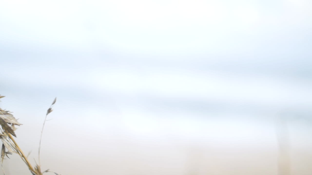 바람에 움직이는 키가 큰 비스피 해변 풀