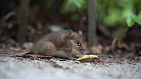 ratón clausura disparar en la vida silvestre de sinaia