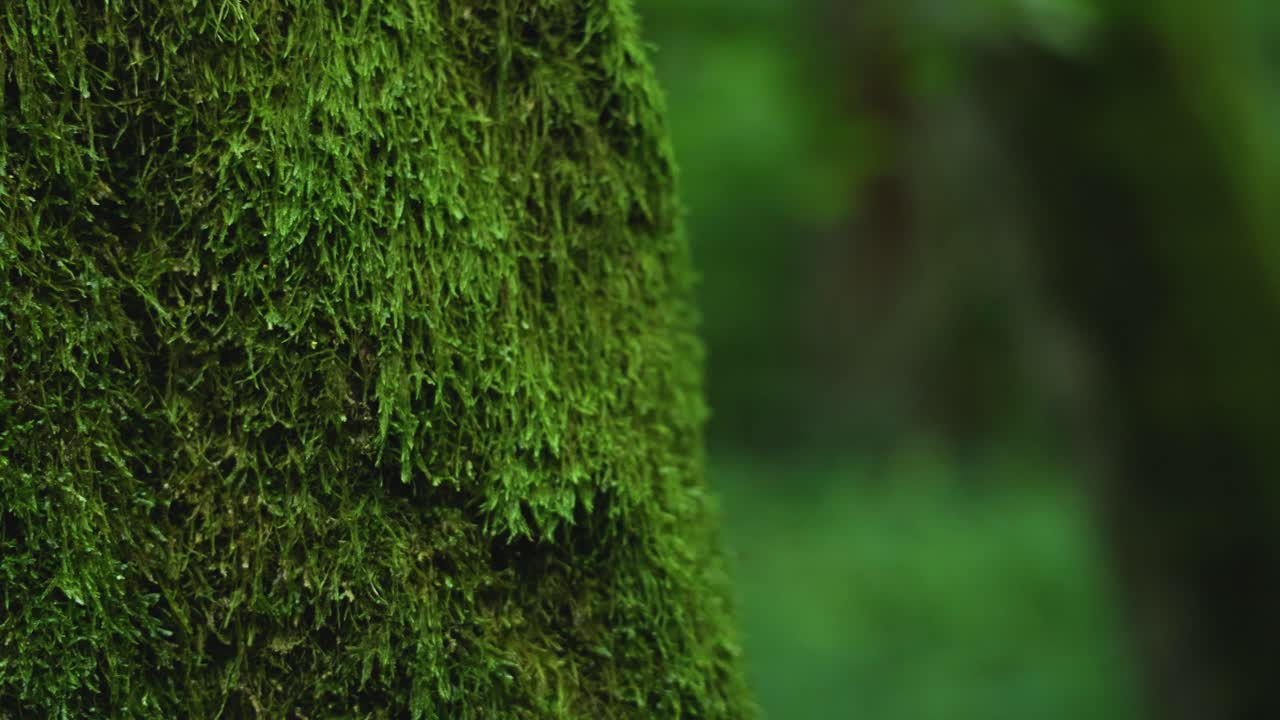 Tronco d'albero muschioso nella foresta di Białowieża, Polonia
