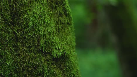 mossy trunk of a tree in bialowieza forest poland