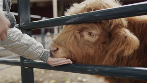 girl feeds a bull on the farm, the animal takes a treat from his hand