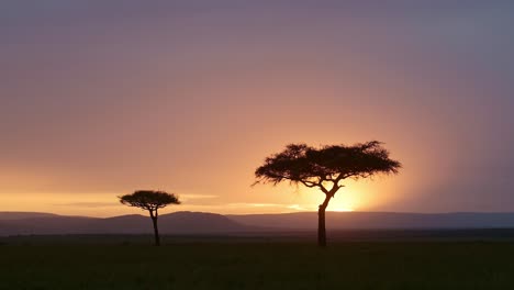 beautiful landscape of africa savannah with dramatic orange sunset sky and clouds and acacia trees in maasai mara in kenya, amazing moody african sunrise in masai mara, background with copy space