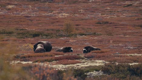 group of musk ox resting on the field in dovrefjell-sunndalsfjella national park in norway