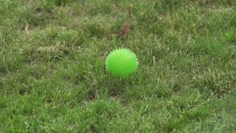 a toad in grass hopping next to a green ball