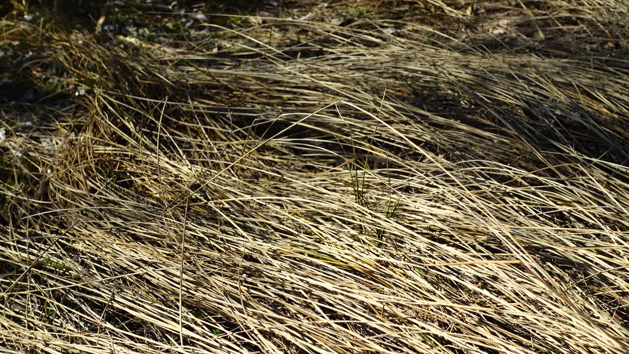 Riprese di erba secca