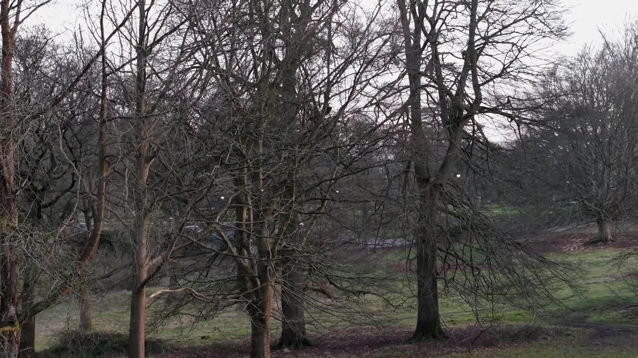Serene forest path near Ashridge House, Hertfordshire, peaceful nature scene