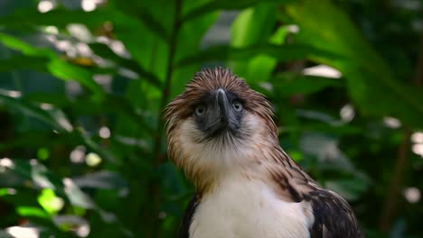 El-águila-Filipina,-También-Conocida-Como-águila-Comedora-De-Monos,-Está-En-Peligro-Crítico-Y-Puede-Vivir-Sesenta-Años-Alimentándose-De-Monos,-Lémures-Voladores-Y-Pequeños-Mamíferos-Como-Ave-De-Rapiña-Oportunista.