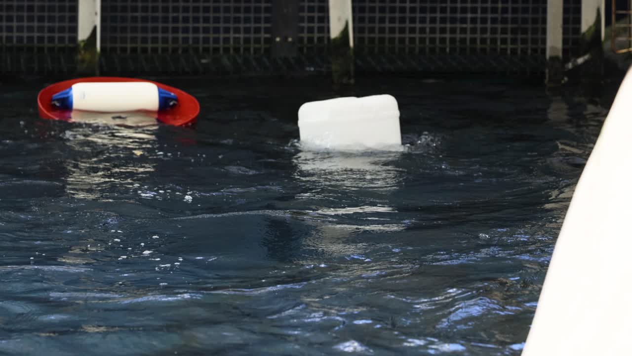 морской лев взаимодействует с объектами в воде