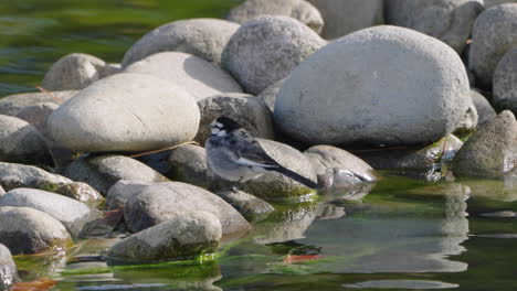 black-backed wagtail sitting on a rocky pond in tokyo, japan - close up