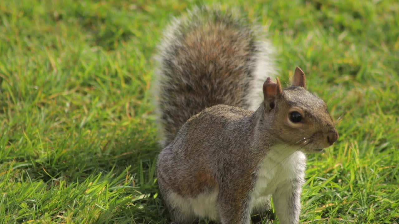 Primo piano di scoiattolo grigio in piedi che cerca cibo, poi salta via nell'erba in giardino in una giornata di sole a Borehamwood, Hertfordshire, Regno Unito