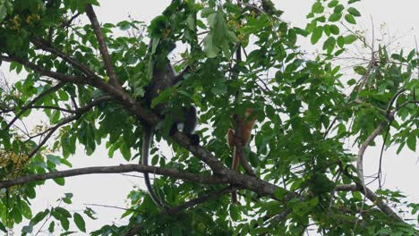 Mutter-Und-Kind-Ernähren-Sich-Kurz-Vor-Einbruch-Der-Dunkelheit-Von-Blättern,-Düsterer-Blattaffe-Trachypithecus-Obscurus,-Thailand