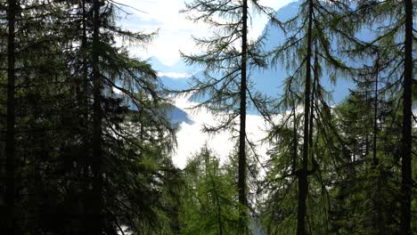 stunning overview of larch conifer trees with fog covering mountain landscape, dolomites italy