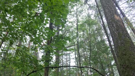 Looking-up-into-a-green-canopy-of-trees-in-a-forest