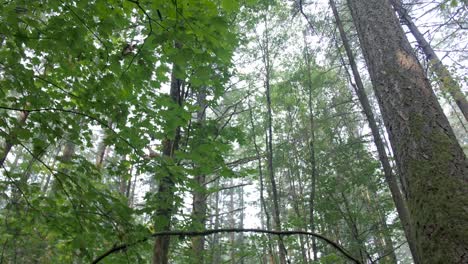 looking up into a green canopy of trees in a forest