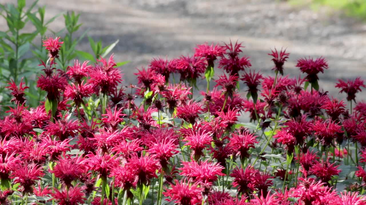 Springtime hummingbirds visiting a patch of bee balm flowers, hovering around and feeding.