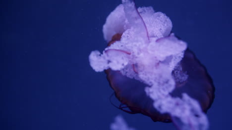 jellyfish in aquarium