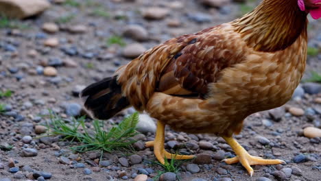 chicken on gravel