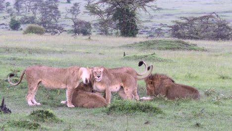 Lion-females-greeting-each-other-with-male-lying-beside,-Masai-Mara,-Kenya
