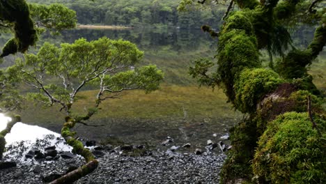 Árbol-Cubierto-De-Musgo-En-Primer-Plano-Con-Lago-En-Segundo-Plano.