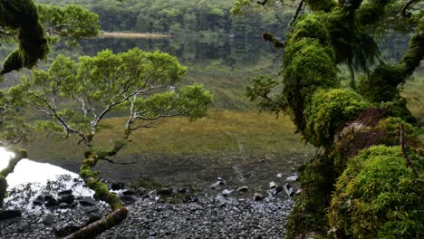 foreground moss covered tree with lake in background