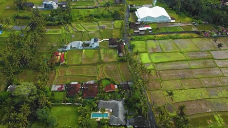 Amazing-cinematic-Ubud,-Bali-drone-footage-with-exotic-rice-terrace,-small-farms,-village-houses-and-agroforestry-plantation