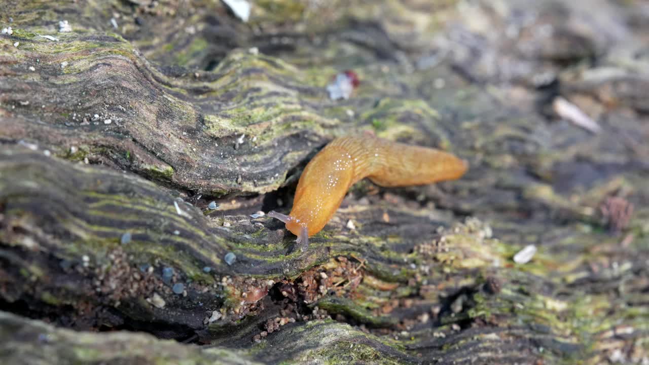 un video macro de una babosa oscura occidental arrastrándose en un viejo tronco podrido en el bosque
