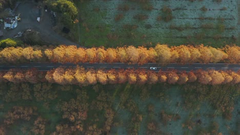 metasequoia namiki top down view as cars travel on rural japan road