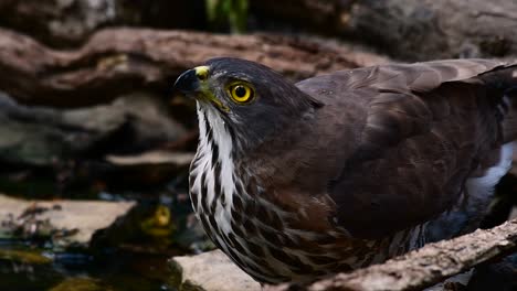 the crested goshawk is one of the most common birds of prey in asia and belonging to the same family of eagles, harriers