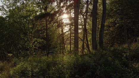 la serena luz del sol del atardecer se filtra a través de las ramas en el bosque, muñeca a la derecha