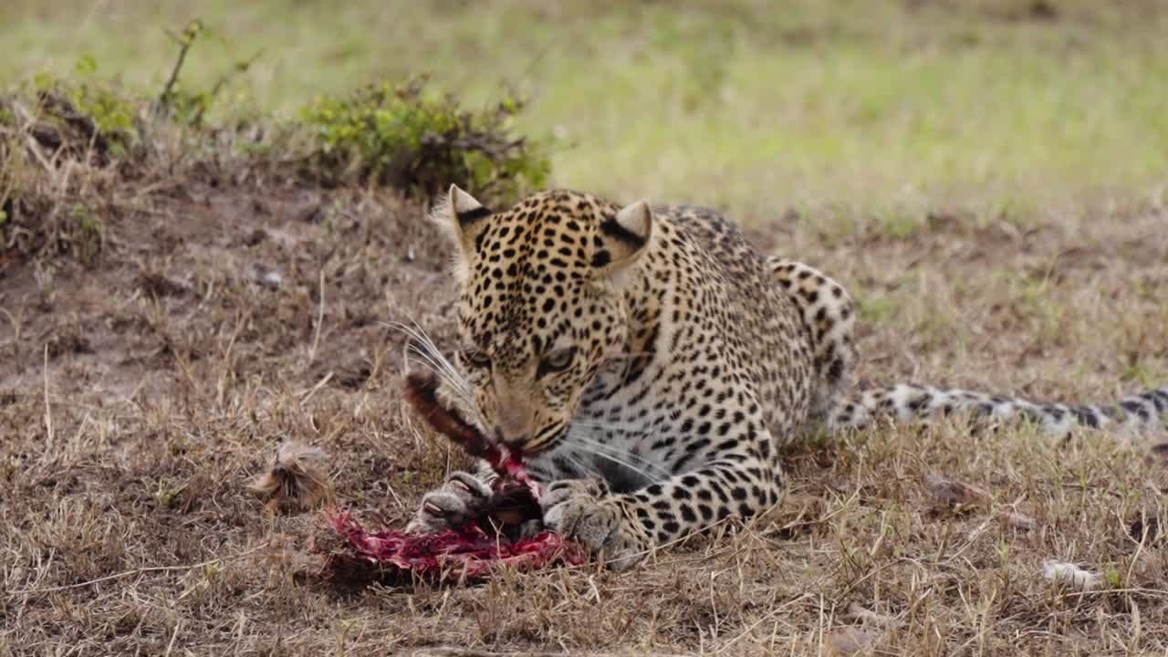 un disparo revelador de un leopardo en la naturaleza consumiendo un animal en un paisaje seco