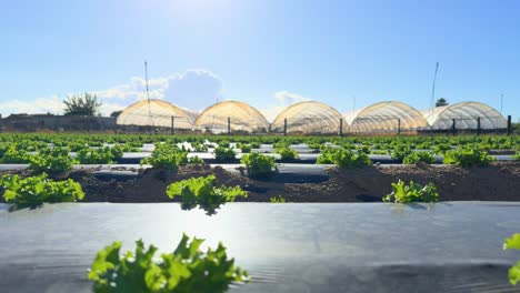 flat organic cultivation with stabilizer gimbal large plantation of lettuce and cabbage in diagonal lines protected with black plastic