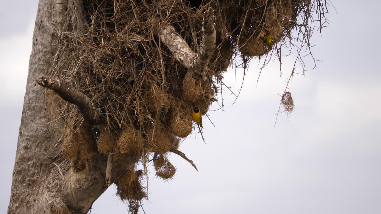 pájaros tejedores machos vuelan a sus nidos de hierba tejida colgando de un árbol