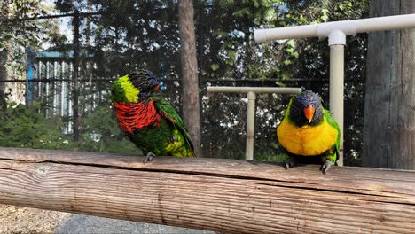 Una-Linda-Toma-De-Dos-Loros-Arcoíris-Limpiándose-Entre-Sí-En-El-Acuario-Del-Pacífico-En-Long-Beach-Ca