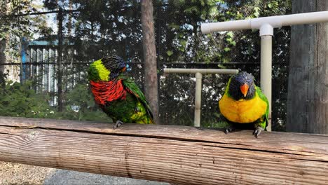 una linda toma de dos loros arcoíris limpiándose entre sí en el acuario del pacífico en long beach ca