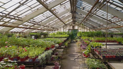 old greenhouse filled with plants