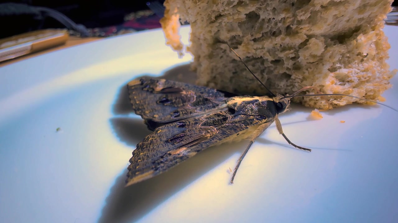 Sundowner moth eating bread from tourist dinner table in Tarangire National Park, Tanzania.