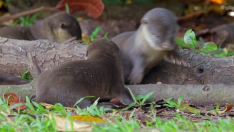 smooth coated otter pups playing with each other