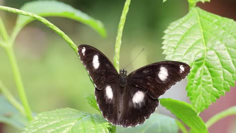 a butterfly with black and white wings rests on a leaf in a lush, green rainforest environment