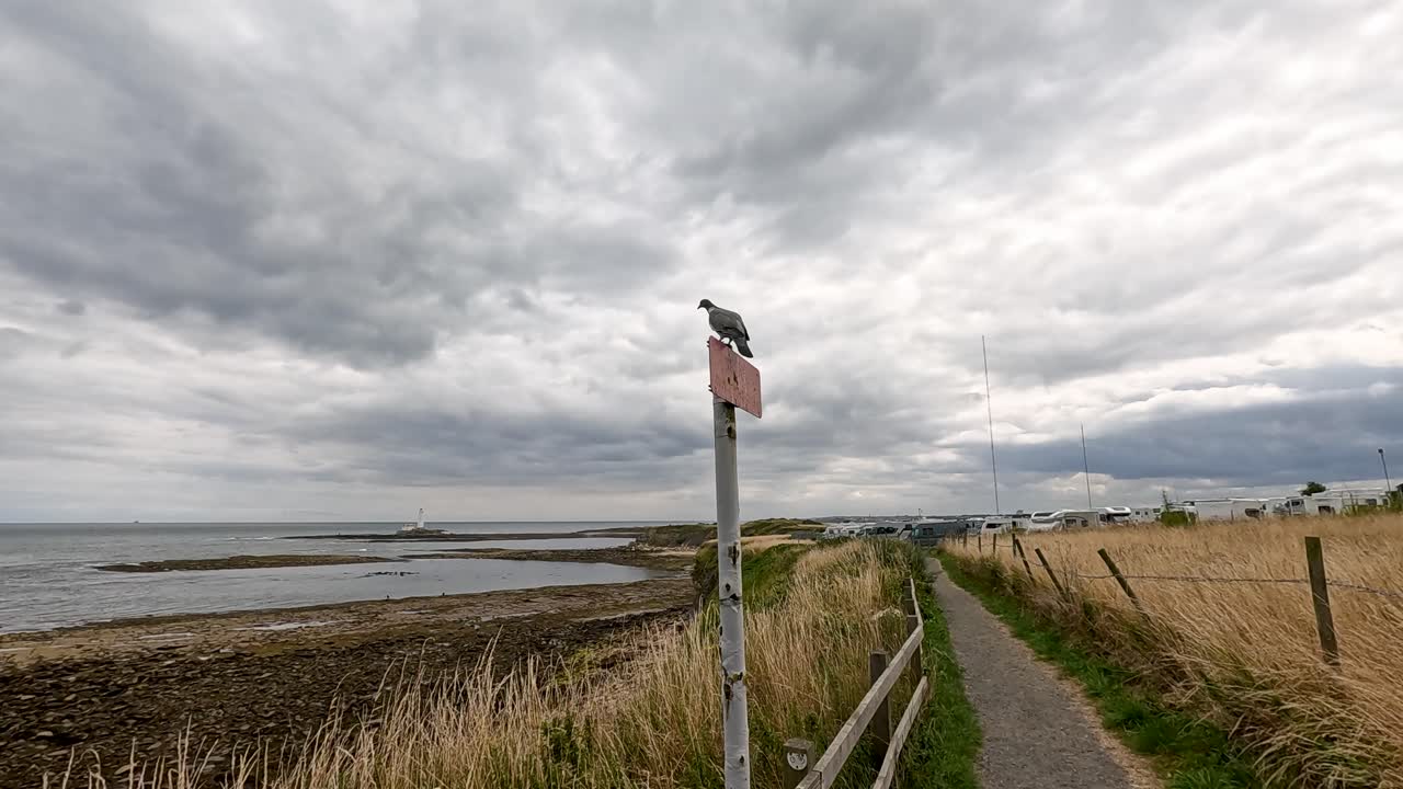 A seabird launches from a signpost along a coastal path under overcast skies, captured in a wide static shot near Whitley Bay, England
